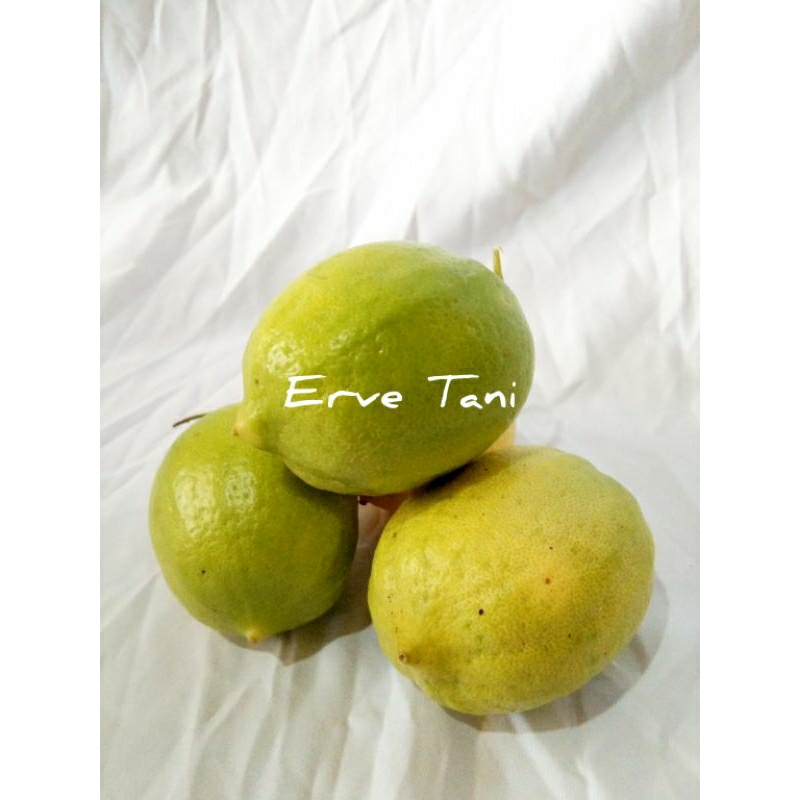 

JERUK LEMON LOKAL SEGAR BERAT 1 KG & 500 GRAM
