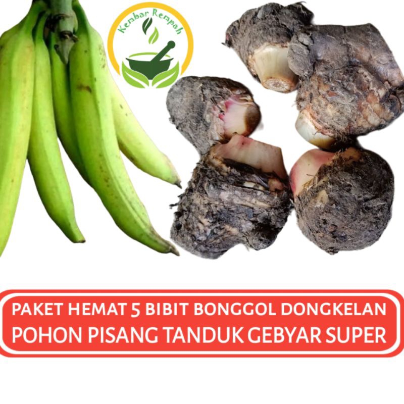 Paket Hemat 5 Bibit Bonggol Pisang Tanduk Gebyar Dongkelan Pohon Pisang Tanduk Gebyar Unggul