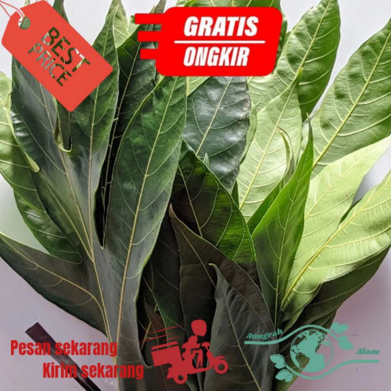 

Daun sukun segar 500gram