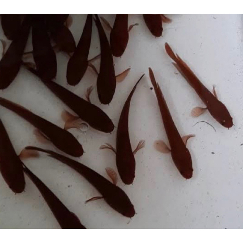 red sampit baby 5 ekor pilihan terbaik