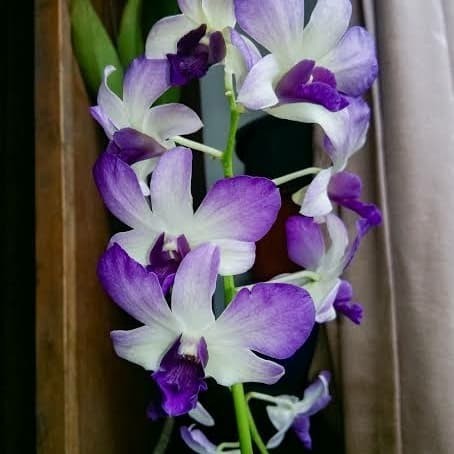 Anggrek Dendrobium Areendang Blue Angel
