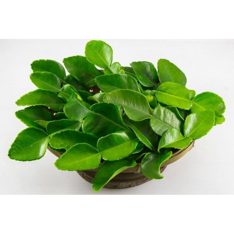 

Daun Jeruk Segar FRESH 250 Gram Daun jeruk angka 8 Jeruk Purut