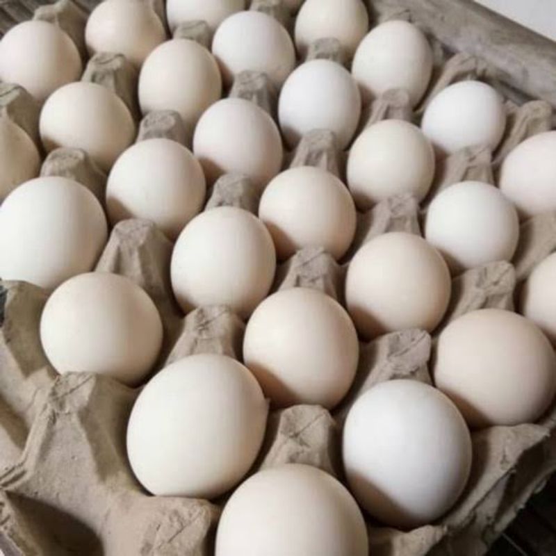 

Telur Ayam Kampung 1Rak Pasar Murah Makassar