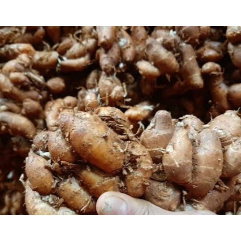 

kencur jawa masih fresh buat bumbu seblak murah 1kg
