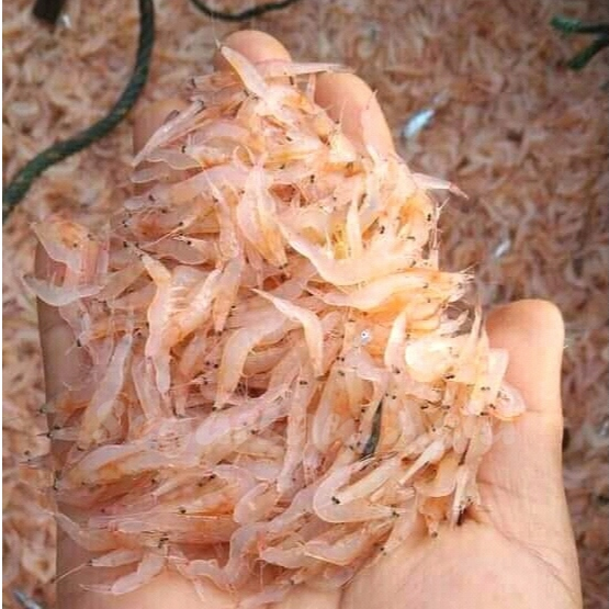 

Udang Rebon Basah Segar Udang Kecil Rebon Basah 1Kg