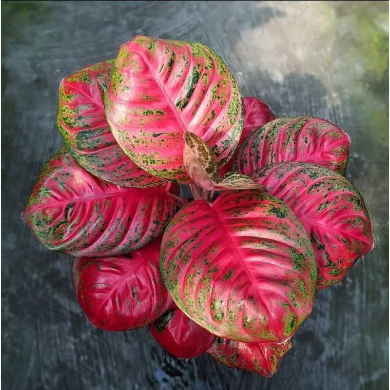 Tanaman Hias Aglonema Wulandari-Aglonema Cantik Wulandari Merah