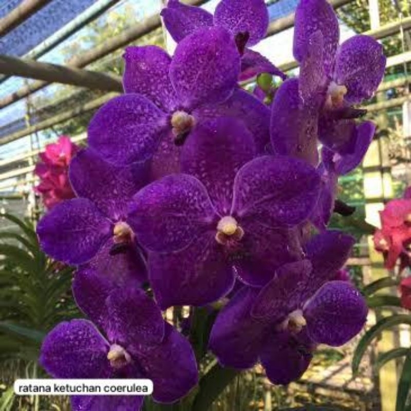 vansa ratana ketuchan coerulea juli