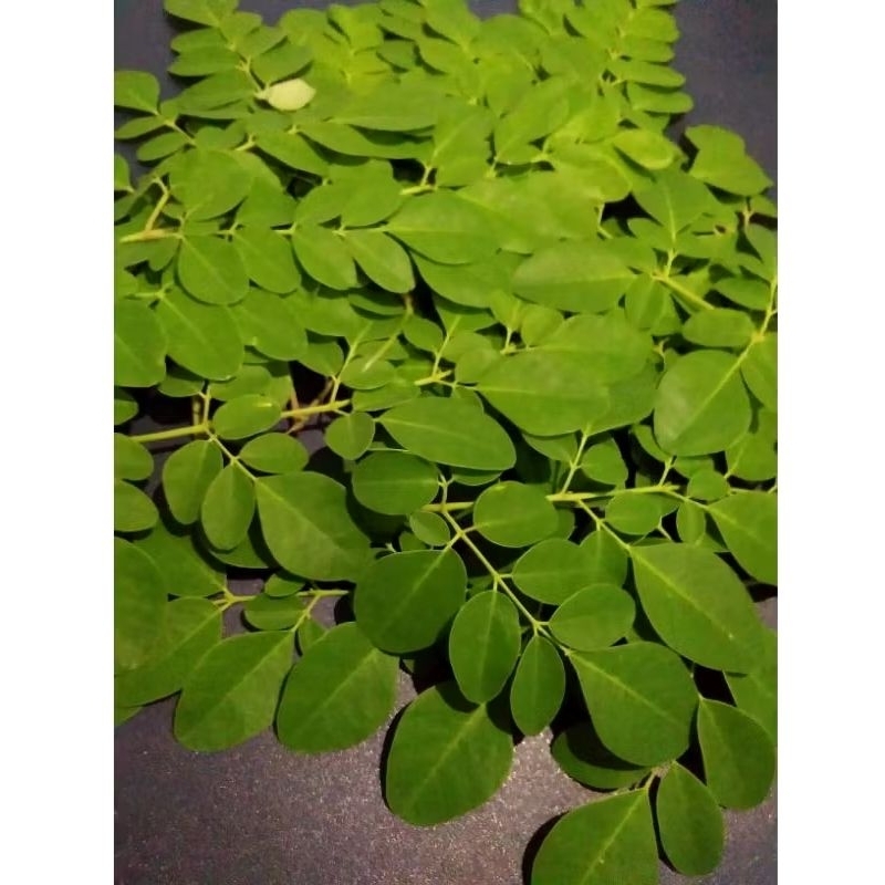 

DAUN KELOR SEGAR petik langsung kirim