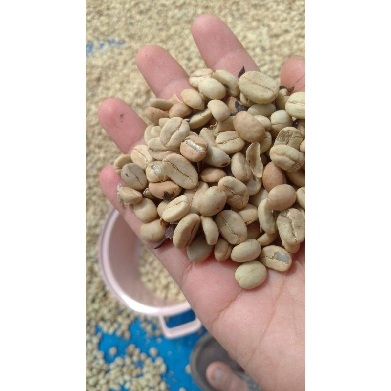 

Biji Kopi Arabika fresh