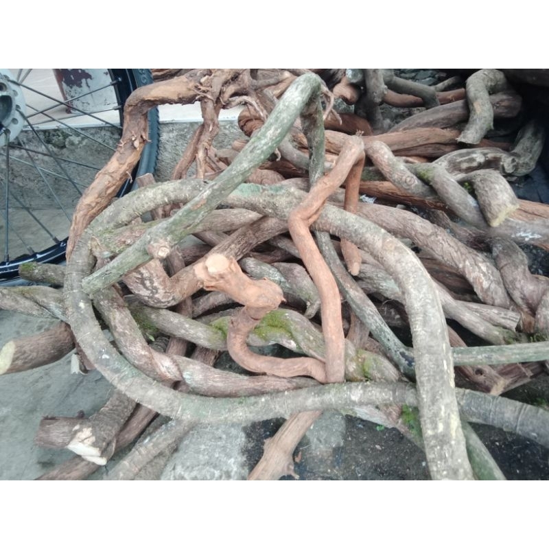 akar kayu gunung aquascape