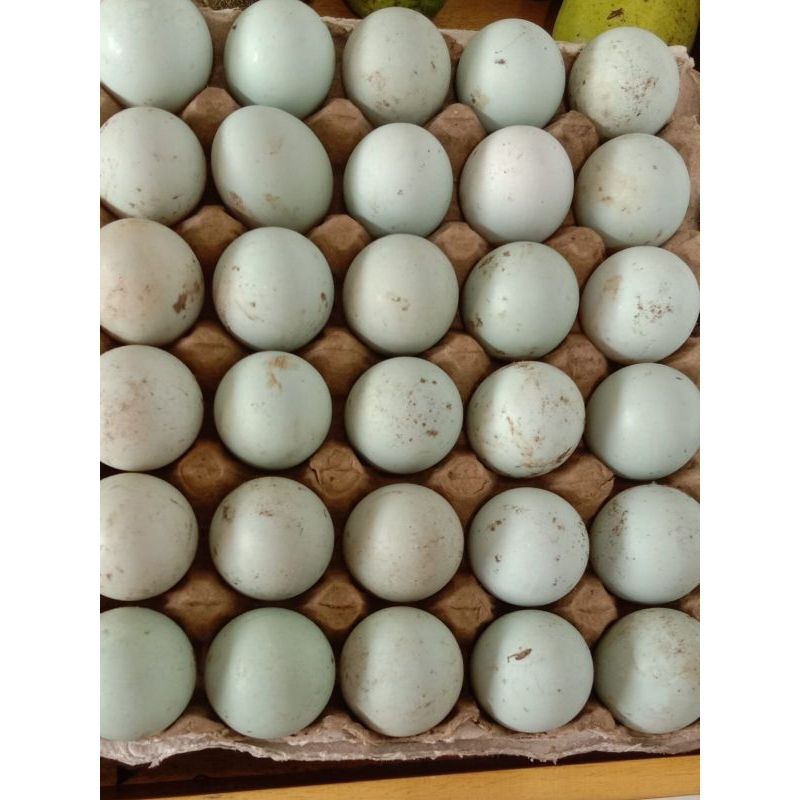 

Telur Bebek mentah 1 karpet