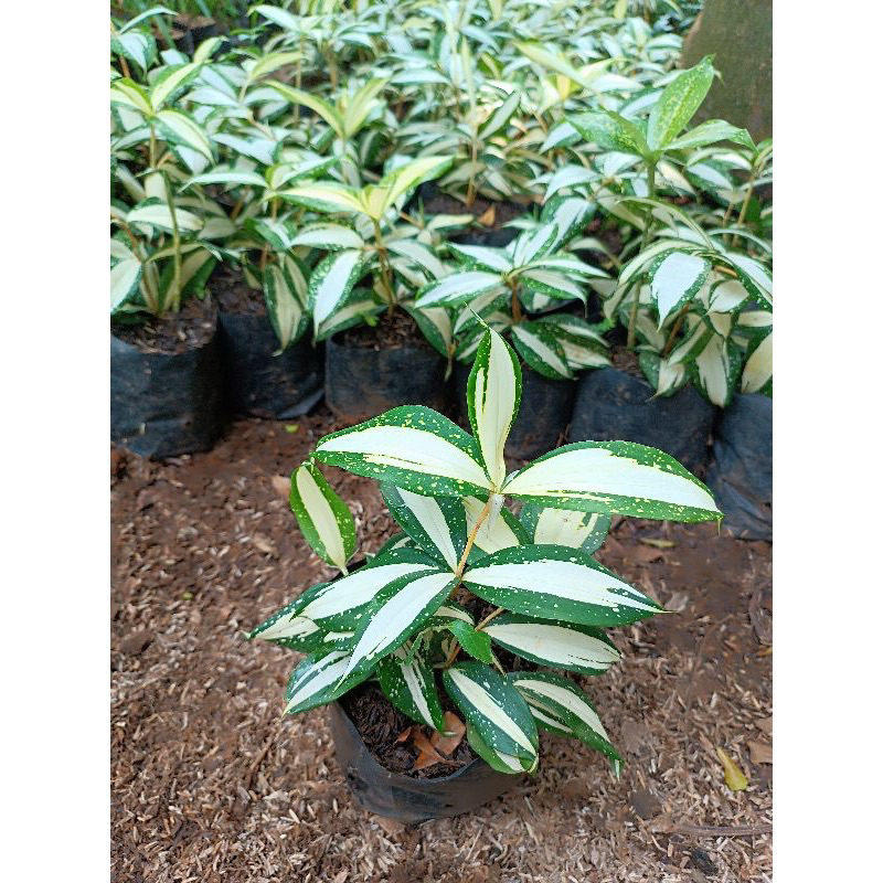 tanamanhias dracena milky - dracena milky
