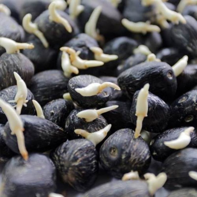 BIBIT BENIH KECAMBAH SAWIT ORIGINAL (ASD) THEMBA/SPRING