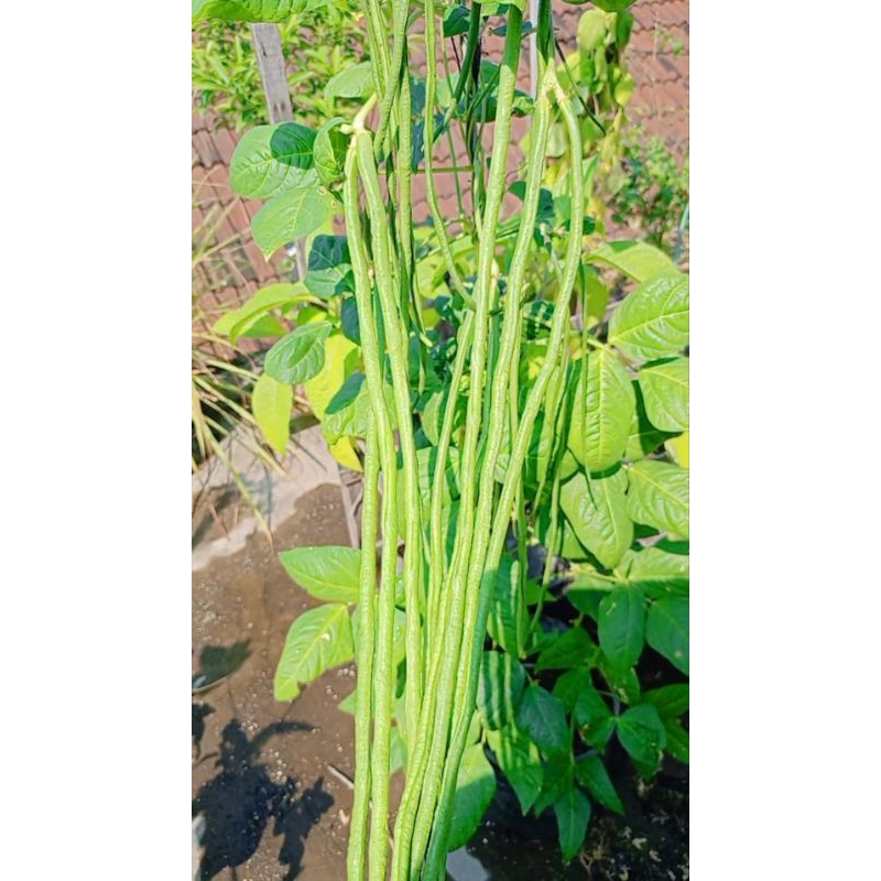Bibit kacang panjang