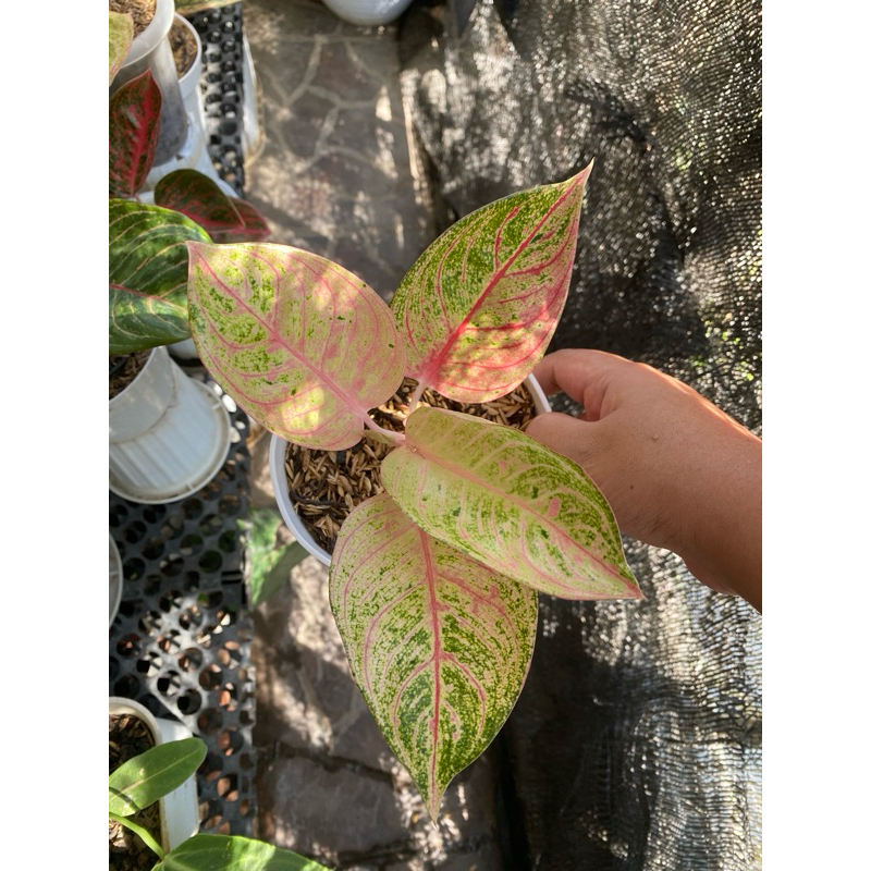 aglonema RL romantic Love