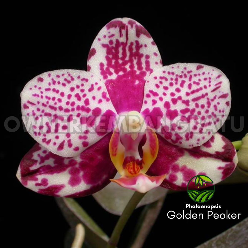 Anggrek Bulan GOLDEN PEOKER Warna Sembur Pink Putih Koleksi Langka