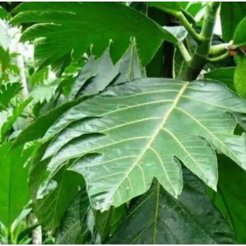 

Daun sukun Herbal alami per lembar / satuan