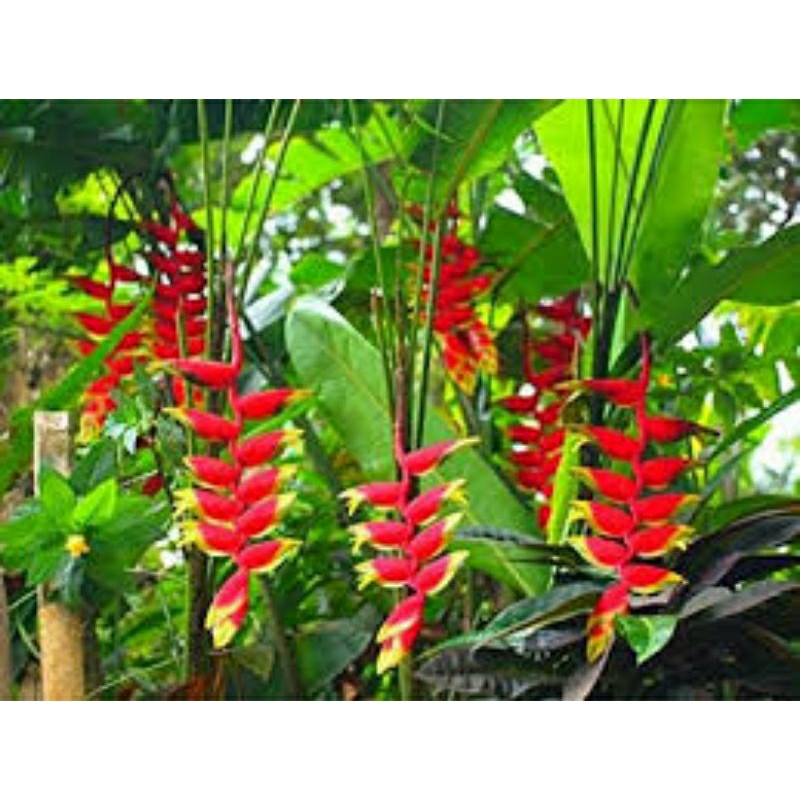 Tanaman Hias Heliconia Rostrata / Pisang - Pisangan
