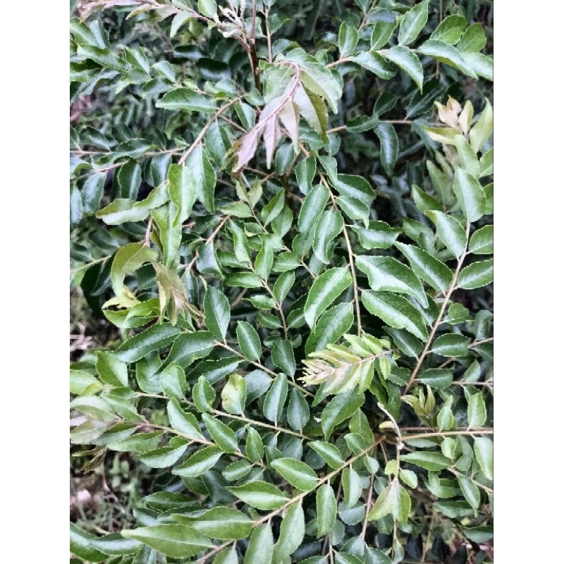 

daun kari atau salam Koja untuk aroma bumbu masakan per ikat 300grm
