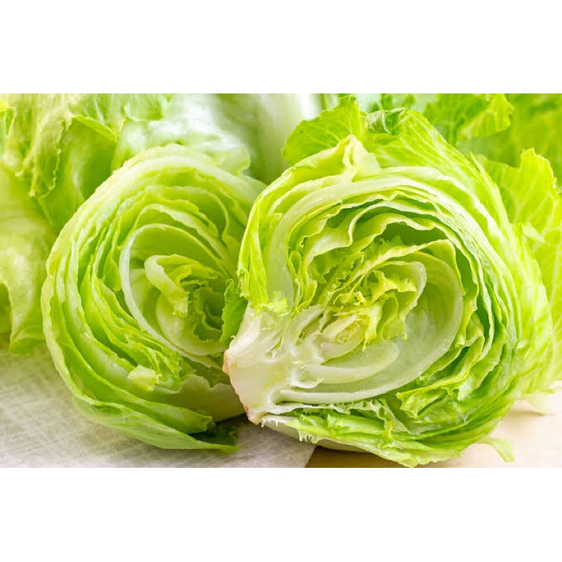 

lettuce head salad segar 1 kg