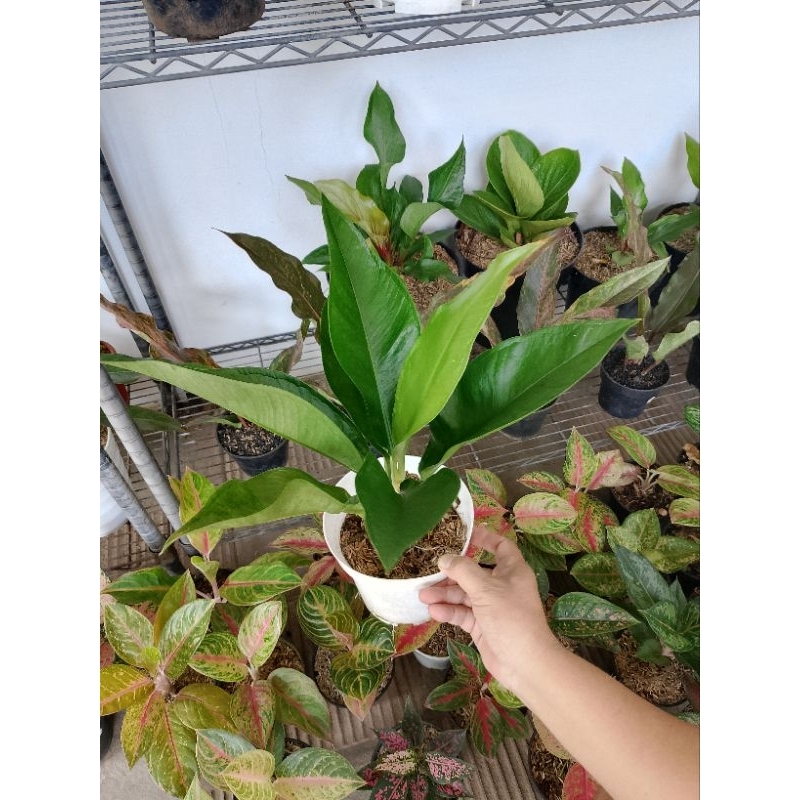 Anthurium Levis