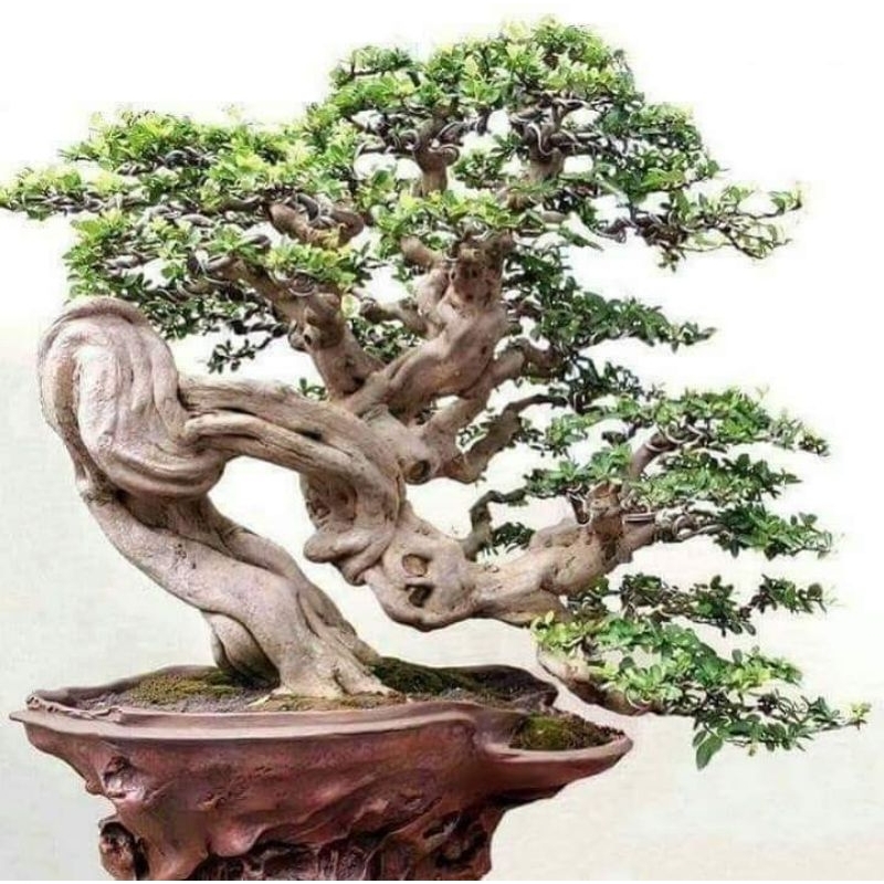 bonsai Sancang small sehat