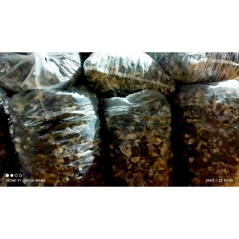 

Jamur kuping kering super