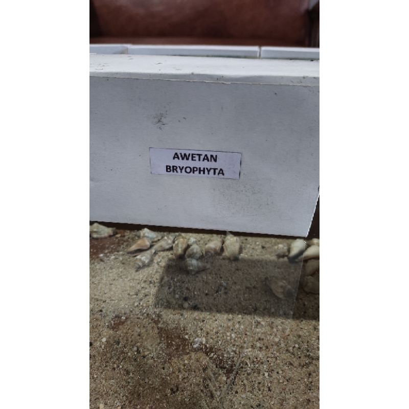 

Awetan Bryophyta Bioplastik satu set isi 3 keping