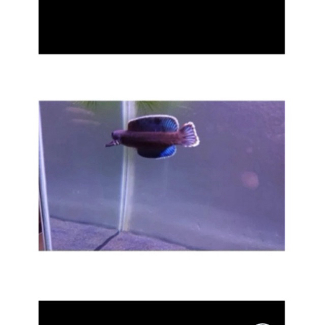 

Stiker Box andrao Grade