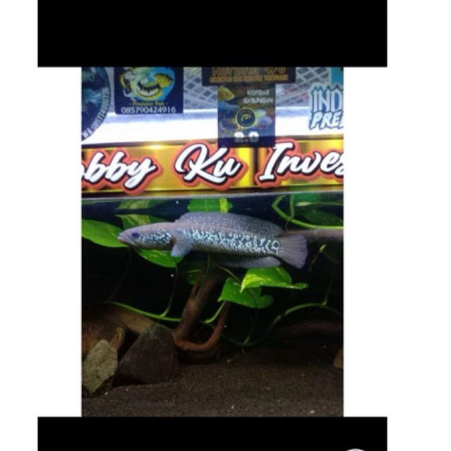 

Stiker Box asiatica grade