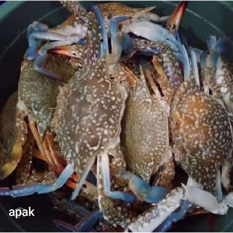 

Kepiting Laut segar 500Gr