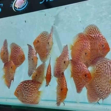 Ikan Discus Pigeon Checkerboard Size 3" Indukan Import