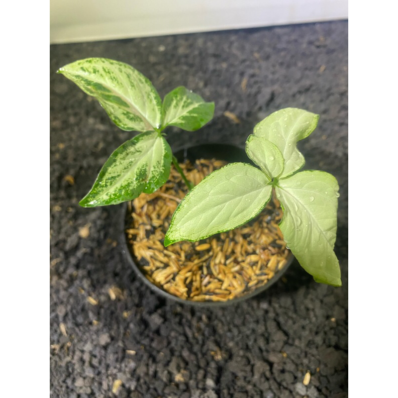 SYNGONIUM STRAWBERRY MILK 2 DAUN