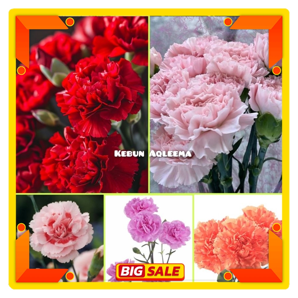 Bibit Bunga Carnation - Benih Bunga Carnation Aneka Warna