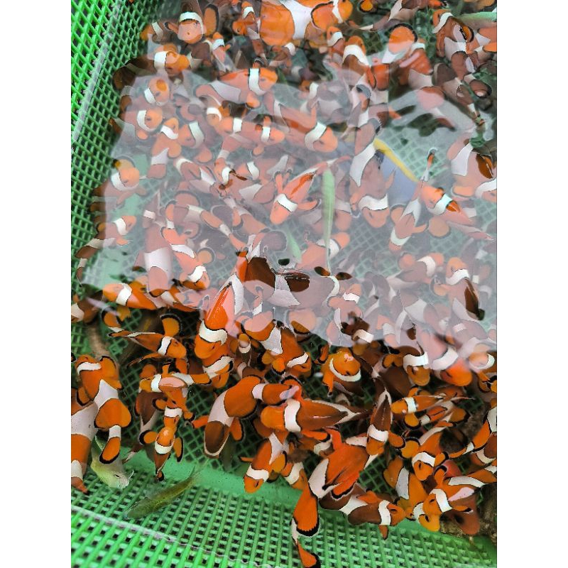 Ikan Clownfish Nemo khusus air laut