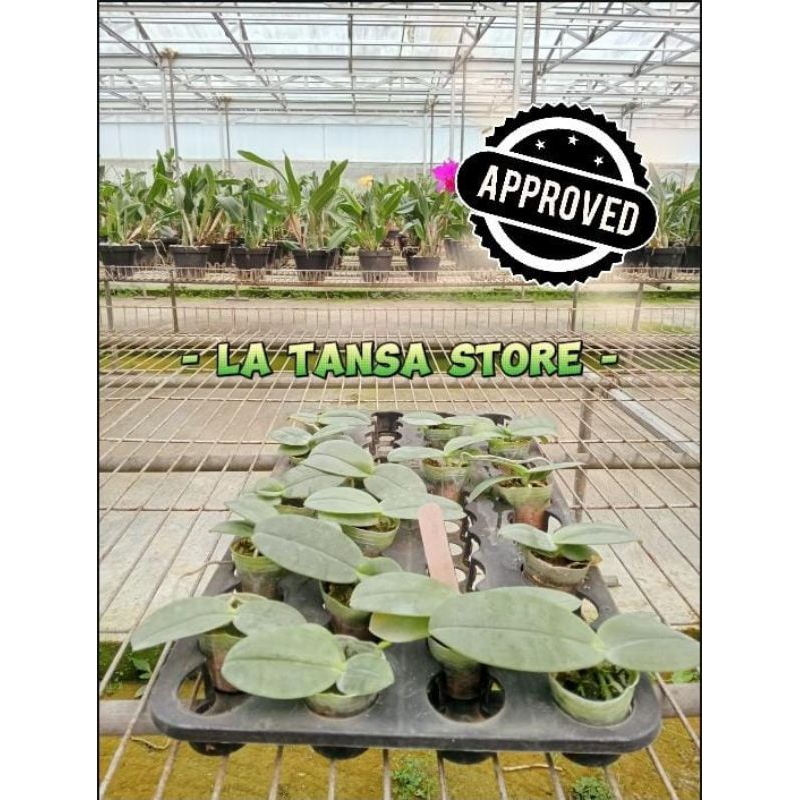 Phalaenopsis gigantea - Phalaenopsis spesies