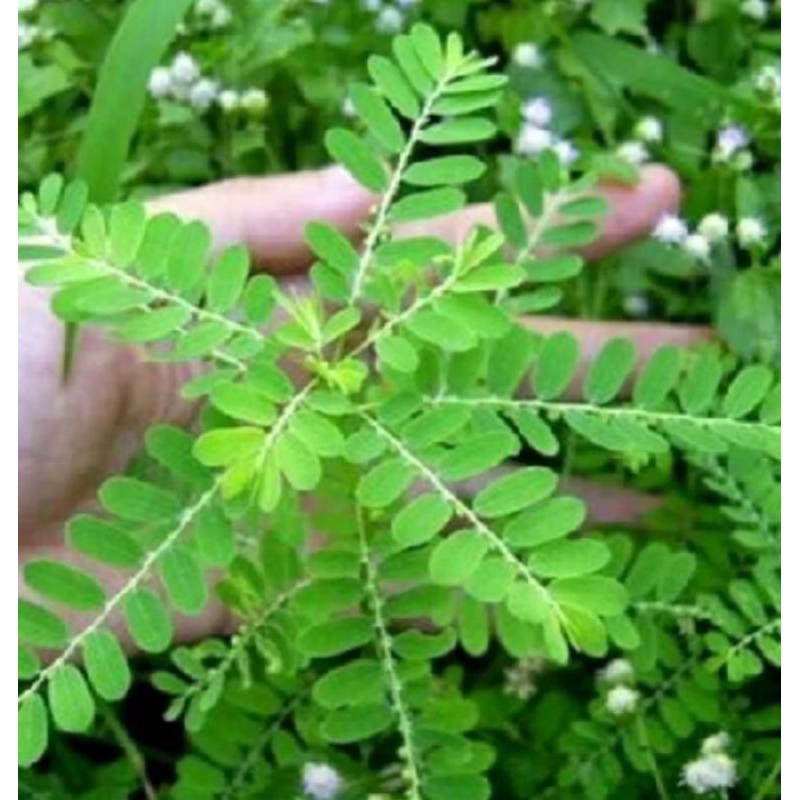 

HERBAL MENIRAN 100% HALAL 200 GRAM