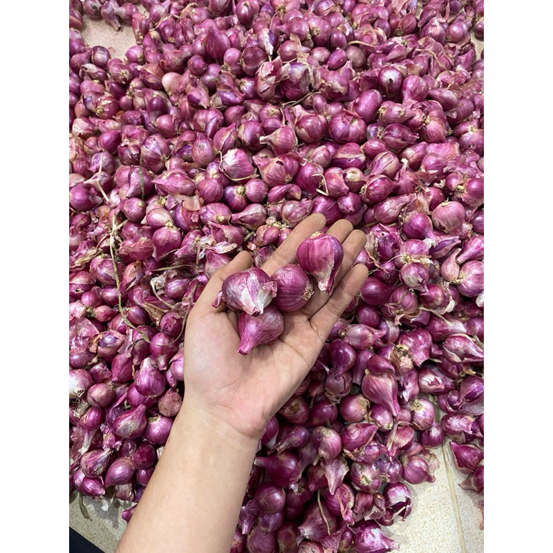 

Ready Brambang Gemoy Gemoy 2kg