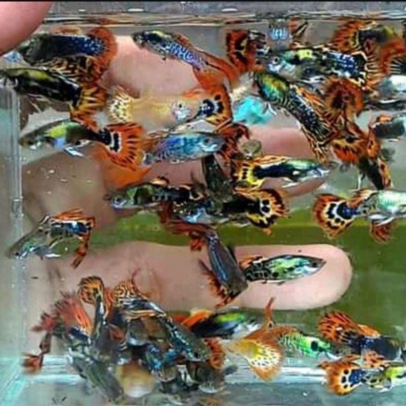 hiasan aquarium guppy cendol dawet paket 15 ekor murah