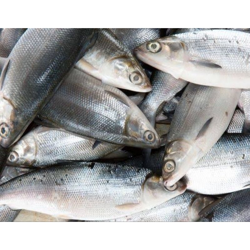 

Ikan Bolu/Bandeng, Pasar Murah Makassar