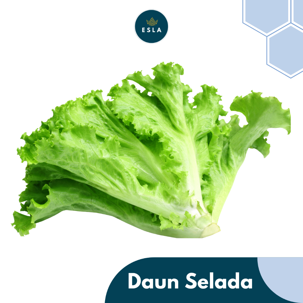 

SELADA I Sayur Fresh dan Premium - ESLA