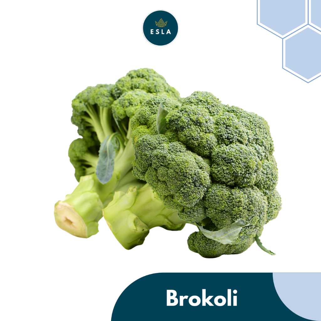 

BROKOLI 1 kgI Sayur Fresh dan Premium - ESLA