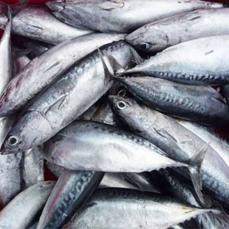 

Ikan Cakalang, Pasar Murah Makassar