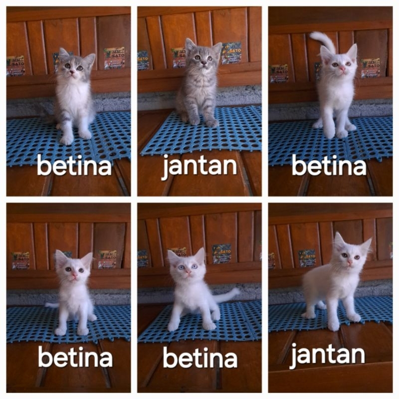 Kucing kitten persia medium lucu gemoy