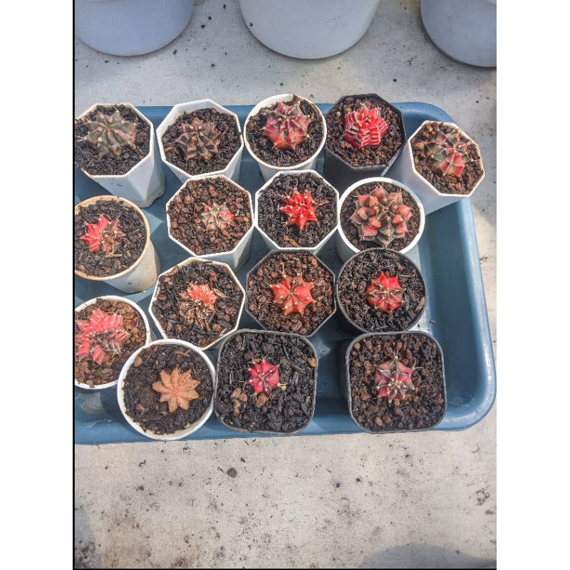 Miha starfire varigata Thailand import