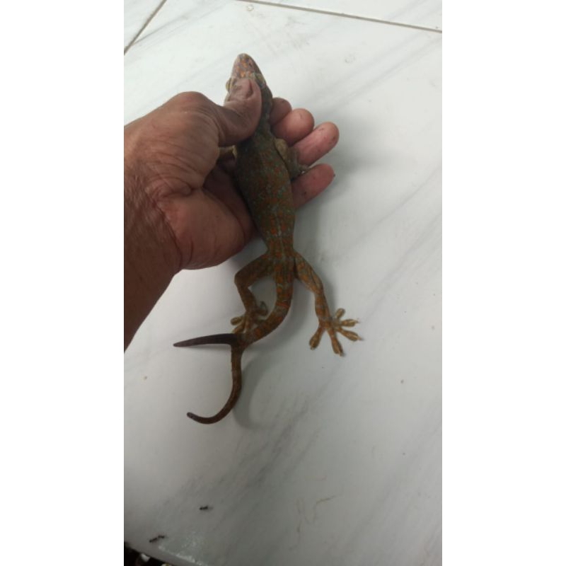 Tokek Ekor Cabang 2 Asli Obat Herbal Tradisiona Hidup Langka Hidup Murah