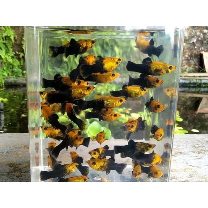Ikan Hias Molly Golden Black