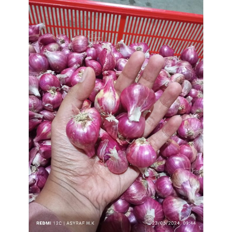 

bawang merah probolinggo