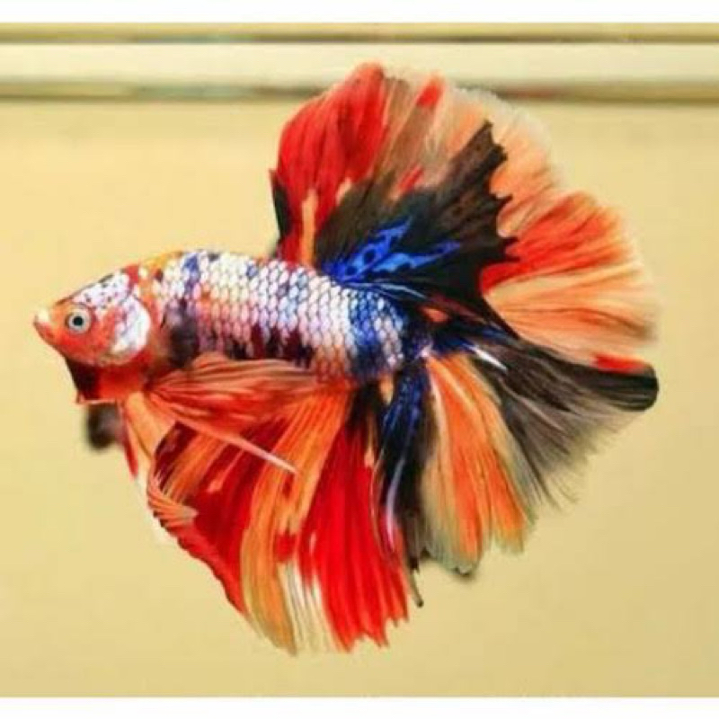 bettafish halfmoon nemo multi rosetail ekor lebar