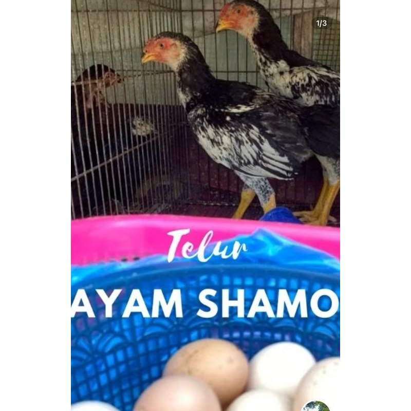 

Telur Ayam SHAMO Import Jepang asli Fertil / Shamo Eropa Shamo Jepang Shamo Treecolors